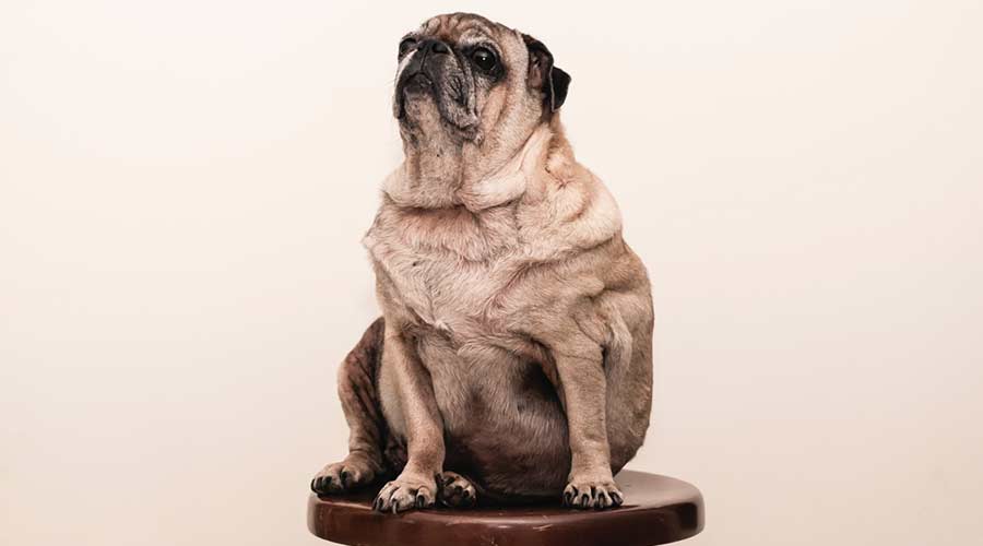Übergewicht beim Hund