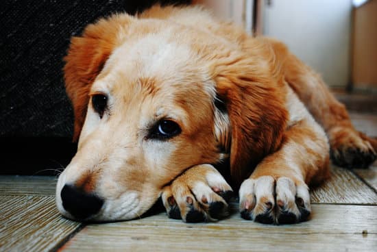 Hund im Tierheim
